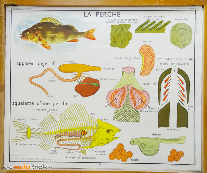 AFFICHE-SCOLAIRE-Grenouille-Poissons-10-muluBrok