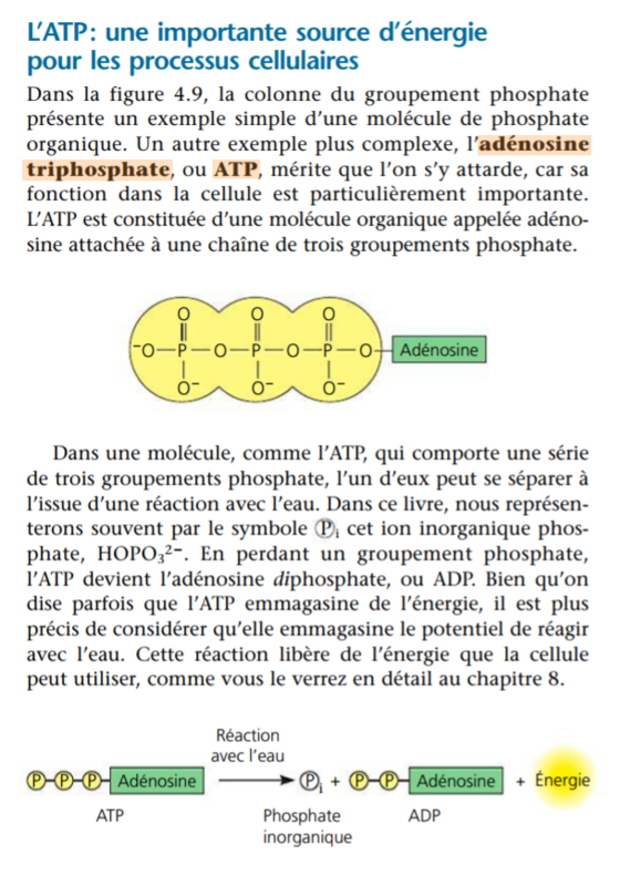 ATP