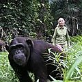 L'incroyable geste de remerciement d'un chimpanzé remis en liberté