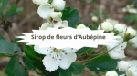 4 Aubépine Sirop de fleurs d'aubépine