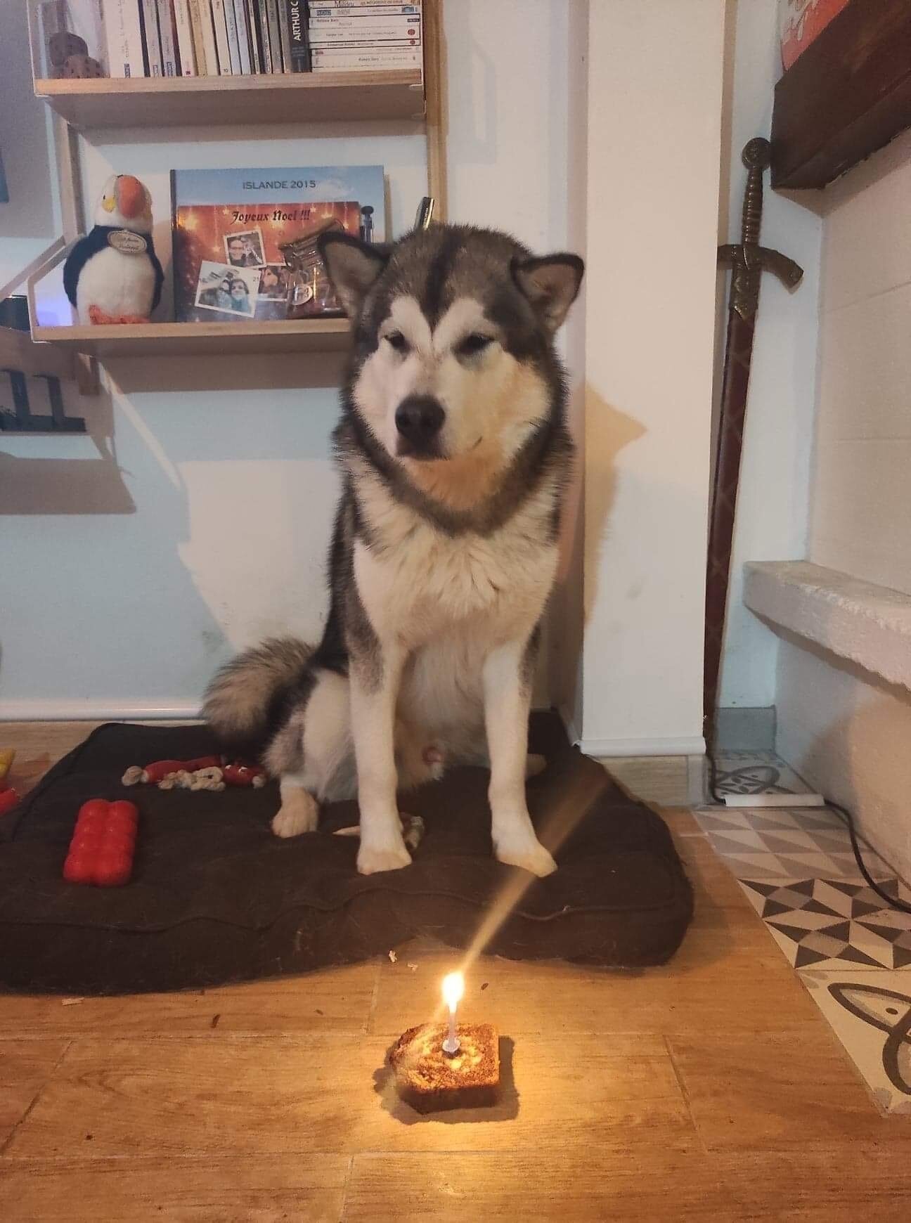 Alaskan Diamond Elevage De Malamute D Alaska Baltik Djinn Et Laika Vous Souhaitent La Bienvenue