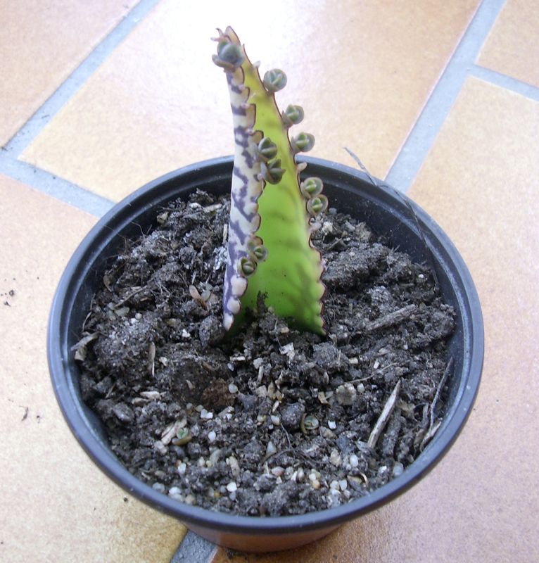 Kalanchoe daigremontiana