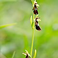 Ophrys mouche - ophrys insectifera (7)