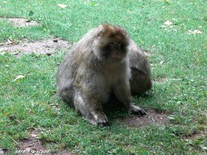 6839_Magots
