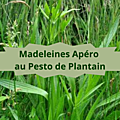 12 PLANTAIN(6)Madeleines Apéro au Pesto de Plantain