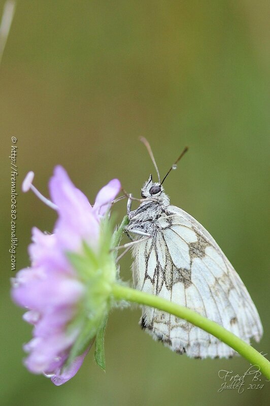 Melanargia galathea