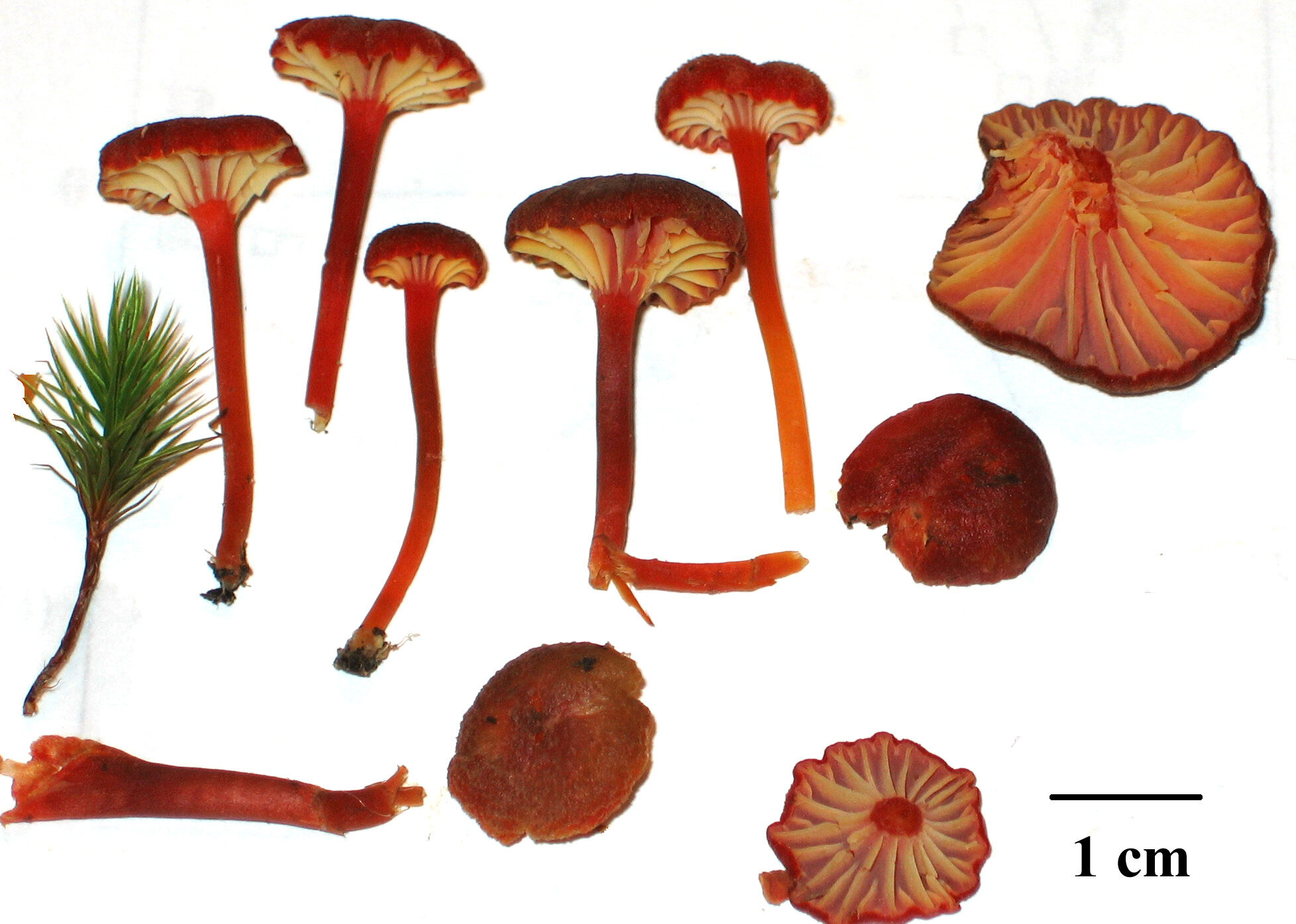 Hygrocybe Suzukaensis シュイロガサ Et Circumvoisines Ki No Ko Fungi