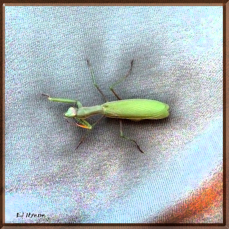 manterel