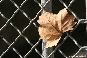 16_octobre_2007_456_copie