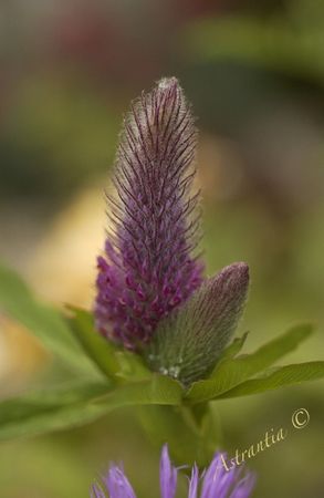 trifolium_rubens4
