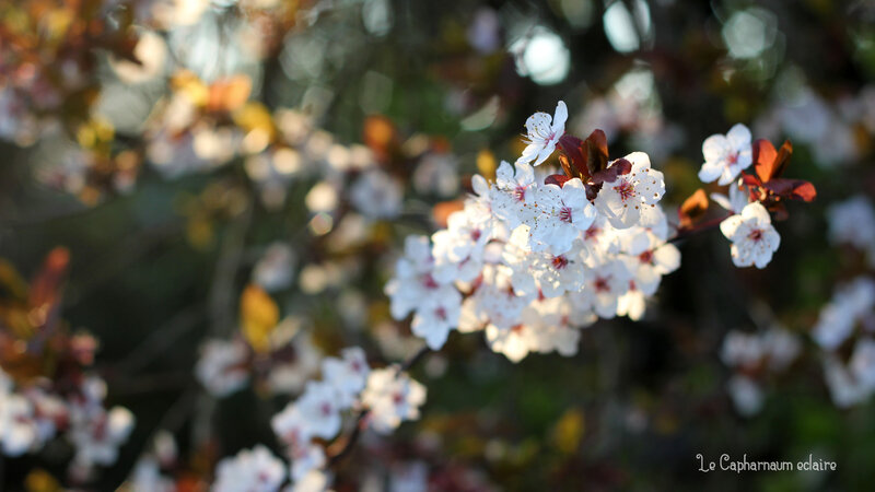 Le Jardin de Basilic - fleurs 5