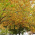 arbre d'automne à Roanne