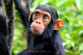 Résultat de recherche d'images pour "chimpanzée"