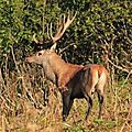 Cerf élaphe, Cervus elaphus