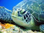 africa-tanzania-zanzibar-pemba-mafia-diving-green-turtle-2