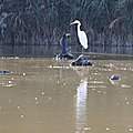 IMG_9678 - Copie