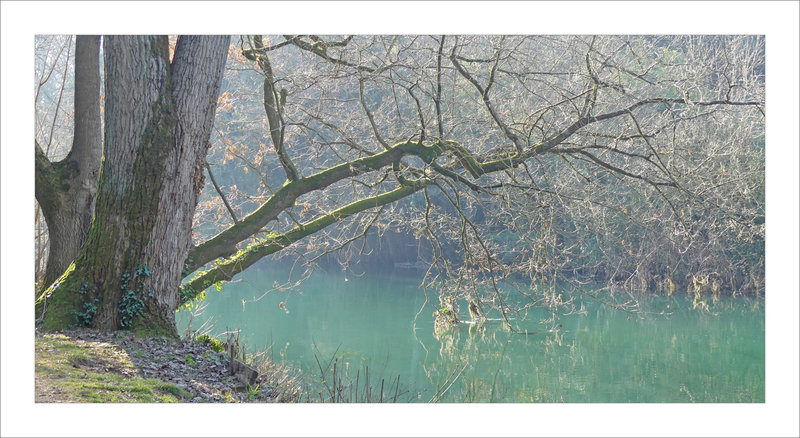 Rivière arbre penché lumière 120223