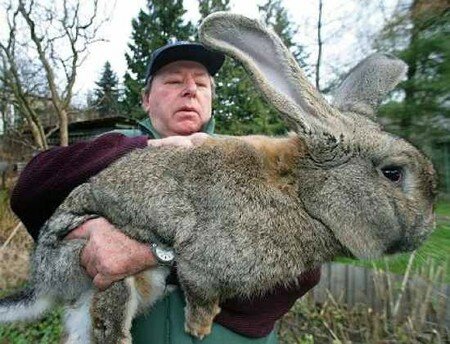 lapin_geant
