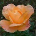 Rose 'Fragrant Surprise'