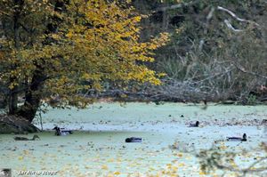 Scene-de-l'automne
