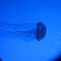 IMG_0912