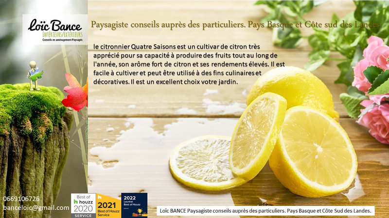 citronier-quatre-saisons-par-Paysagiste-Pays-Basque-Paysagiste-Landes