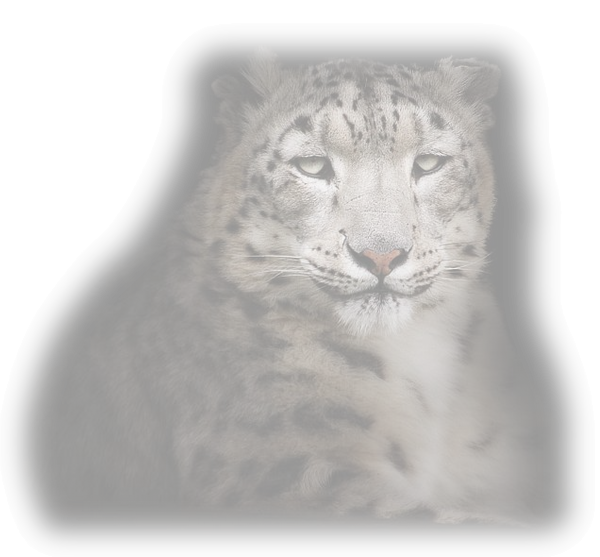 animaux 62
