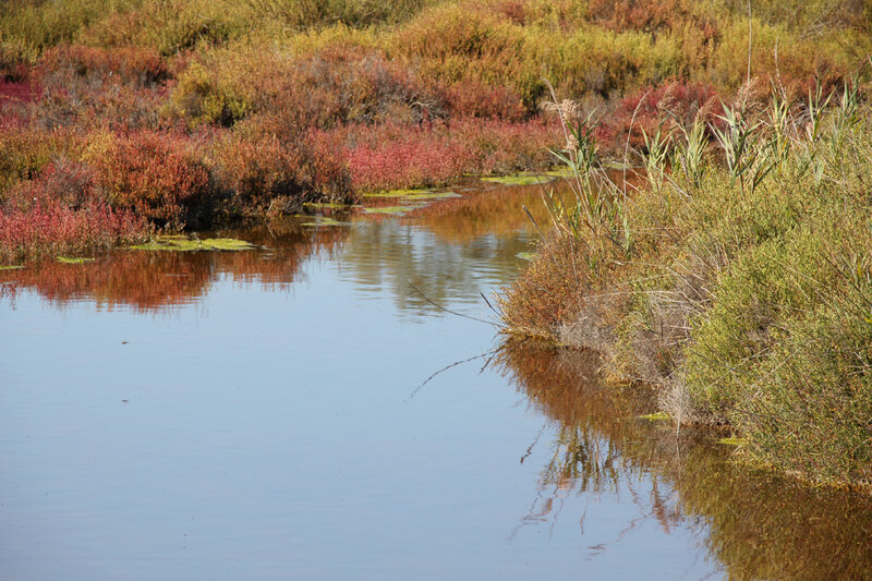 camargue_etang