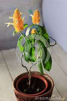 Pachystachys jaune8