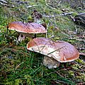 Deux edulis adultes...
