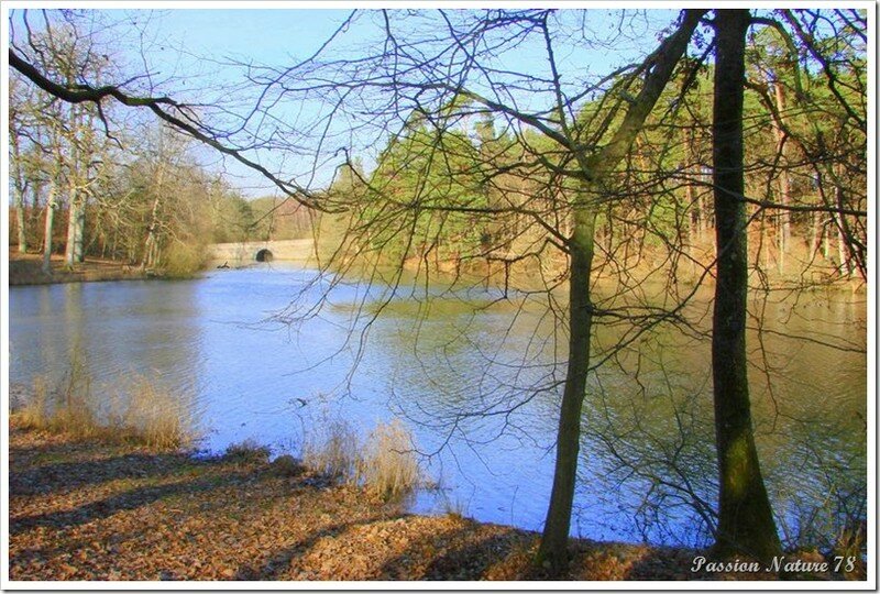 Rempoissonnement de l'étang du Passion Nature 78