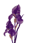 iris 2