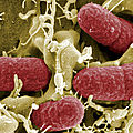 Bactérie tueuse: le bilan s'alourdit à 30 morts
