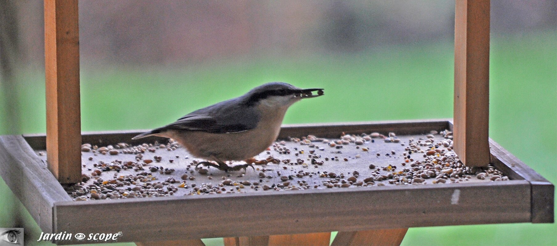 Oiseau Grimpeur Voisin Du Pic 6 Lettres La Sittelle, un infatigable grimpeur des arbres - Le JardinOscope, toute la  vie animale de nos parcs et jardins