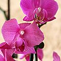 Orchidées phalaenopsis roses