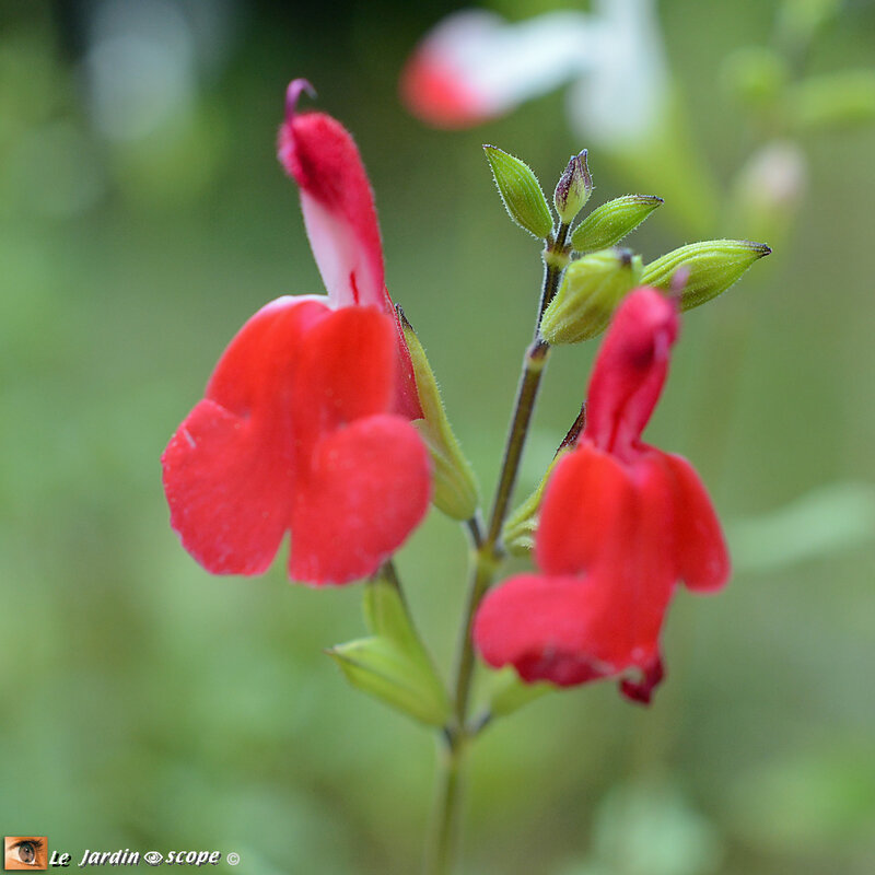 Salvia-microphylla-Hot-Lips