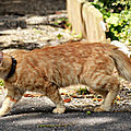 Photos JMP©Koufra 12 - Le Caylar - Chats - 07072019 - 0039