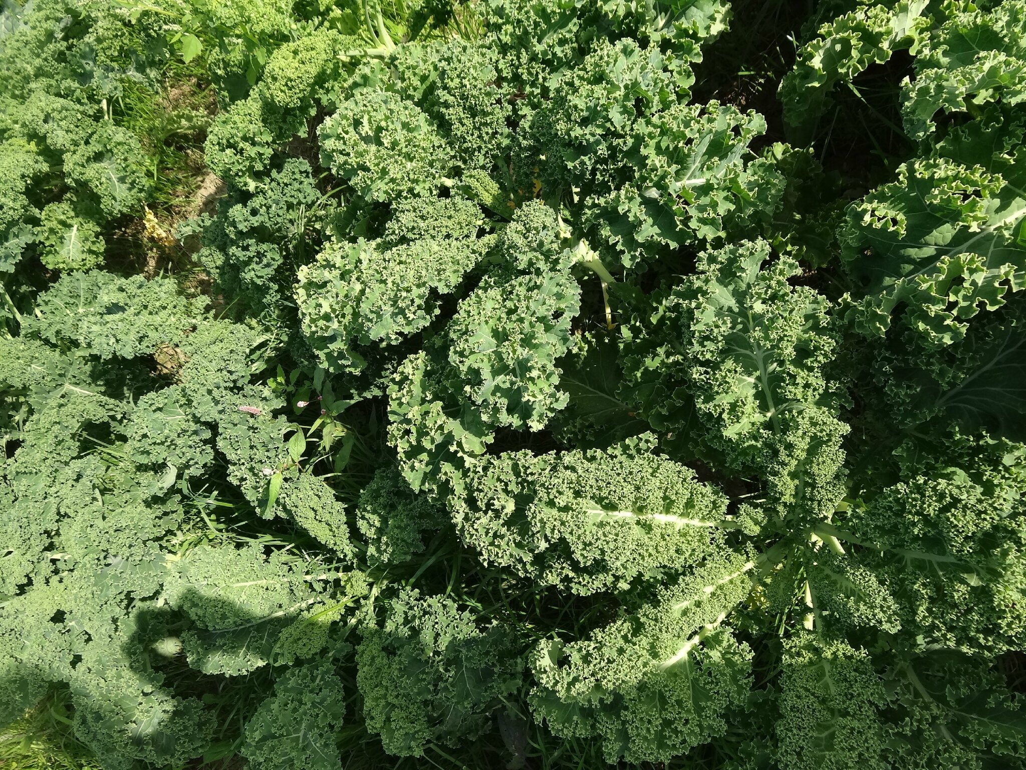 Chou kale le grand jardin