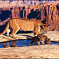 Extinction du cougar !