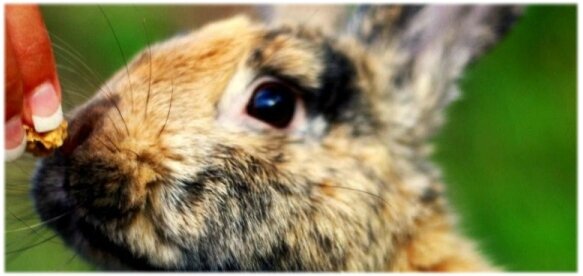 biscuitlapin (7)