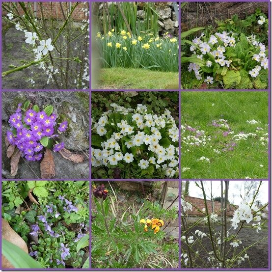 fleurs printemps