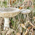 Amanita Spissa