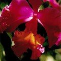 Orchidée, souvenir de Thaïlande