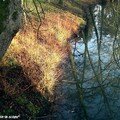 Reflets dans le Loiret en ce mois de Janvier 2007