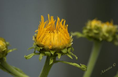 telekia_speciosa8