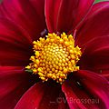 coeur-fleur14-04