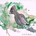 oiseaux Bushveld lorie