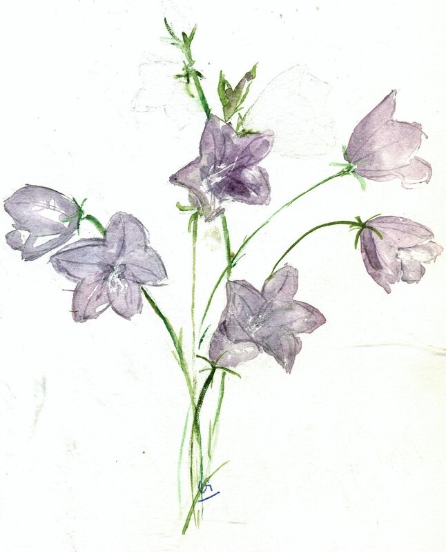 Campanules 20190001 (3)
