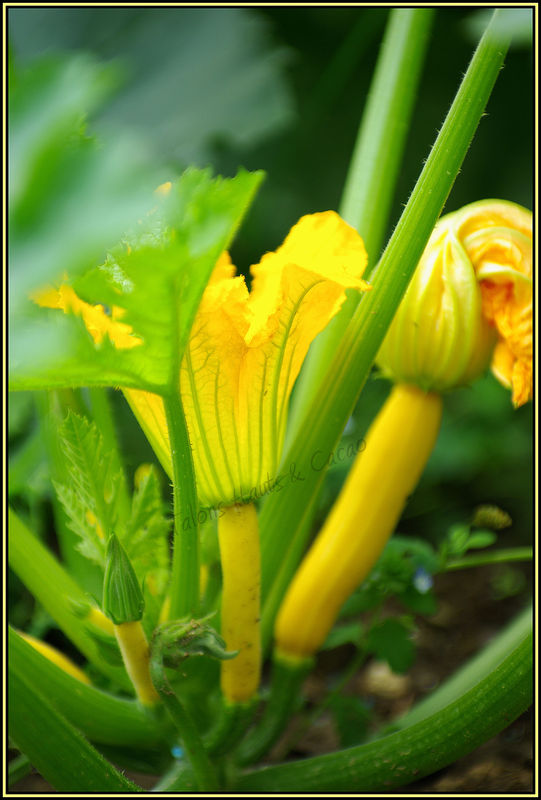 COURGETTE
