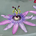 Passiflora belloti Perfume Passion